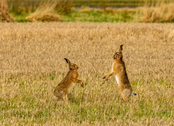 Hare Fra Mars Harboksing Jorde – stockfoto