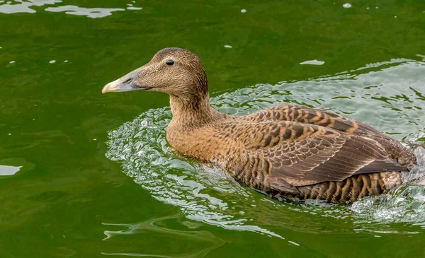 Pato Fêmea Eider Nadando Bela Água Reflexão Verde — Fotografia de Stock
