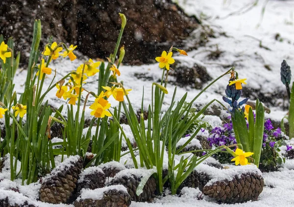 Bellissimi Fiori Nella Foresta Prima Neve Primavera Con Narcisi Gialli — Foto Stock