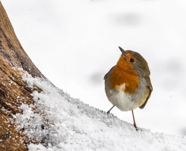 Ένα Χαριτωμένο Χριστούγεννα Robin Στο Χιόνι Κοιτάζοντας Προς Πάνω Ένα — Φωτογραφία Αρχείου