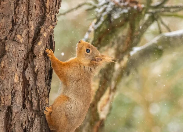 Nahaufnahme Eines Schönen Kleinen Eichhörnchens Auf Natürlichem Hintergrund — Stockfoto