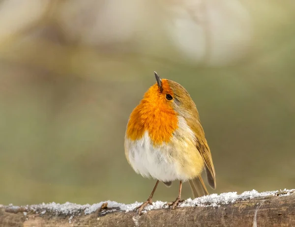 Zblízka Záběr Krásné Malý Ptáček Přirozeném Pozadí — Stock fotografie