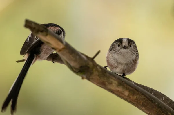 Close Shot Van Mooie Vogeltjes Natuurlijke Achtergrond — Stockfoto