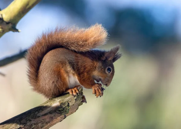 자연의 배경에서 아름다운 다람쥐의 — 스톡 사진
