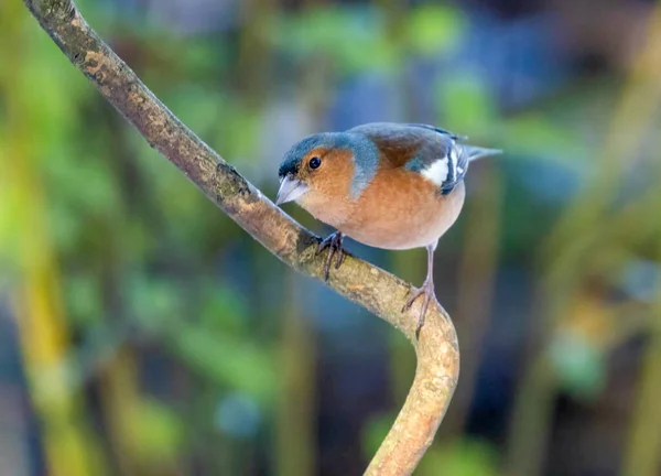 Крупным Планом Красивая Маленькая Птичка Естественном Фоне — стоковое фото