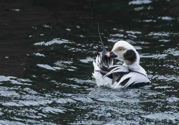 Male Long Tailed Duck Preening — Stock Photo, Image