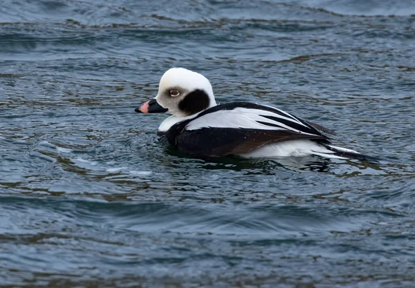 Male Long Tailed Duck Preening — Stock Photo, Image