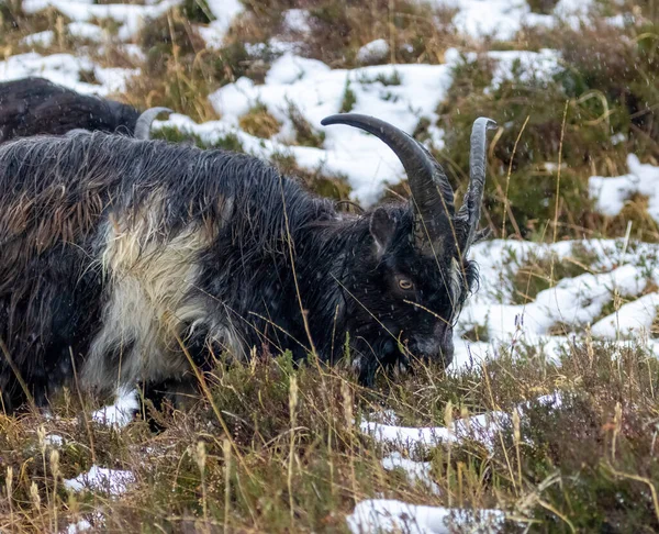 Close Shot Wild Goat Natural Background — Stock Photo, Image