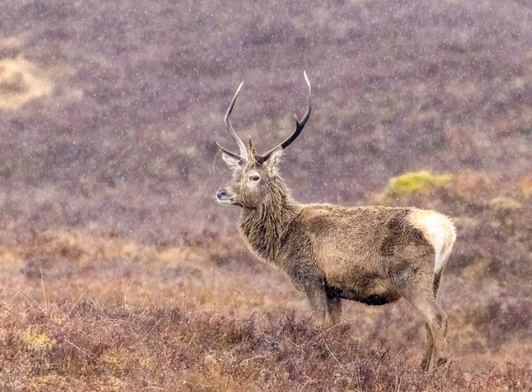 Beautiful Deer Natural Habitat — Stock Photo, Image