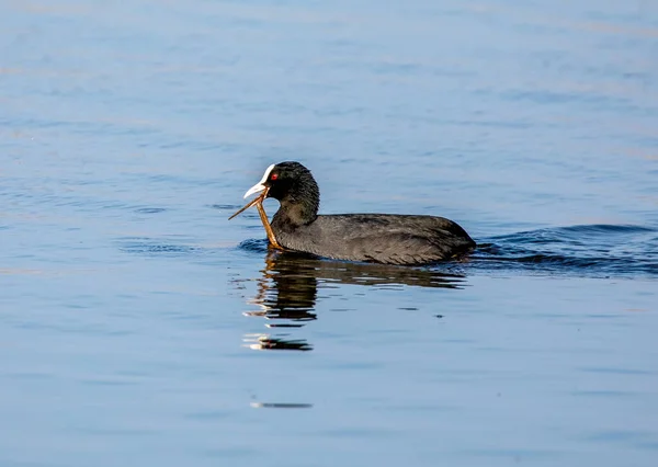 Seevögel Wasservögel Sammeln Nistmaterial Wasser Mit Schöner Blauer Reflexion — Stockfoto