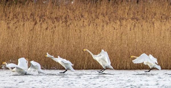 Flock White Whooper Swans Coming Land Scottish Loch — Stock Photo, Image