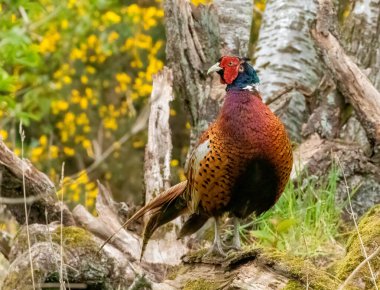 Çok yakışıklı ve renkli erkek sülün.