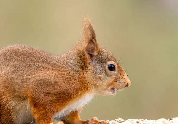 Close Shot Adorable Little Squirrel Natural Habitat — Stock Photo, Image