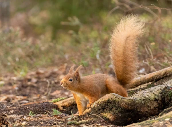 Gros Plan Adorable Petit Écureuil Dans Habitat Naturel — Photo