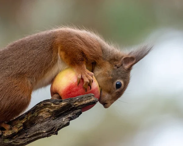 서식지 에서의 귀여운 다람쥐의 — 스톡 사진