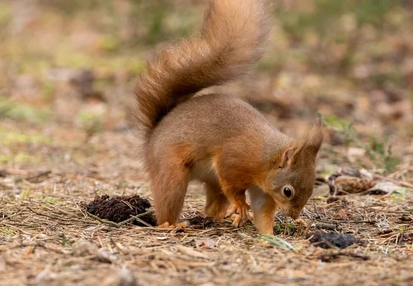 Gros Plan Adorable Petit Écureuil Dans Habitat Naturel — Photo