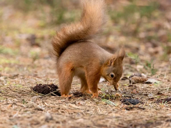 Close Shot Adorable Little Scottish Squirrel Natural Habitat Burying Nut — Stock Photo, Image