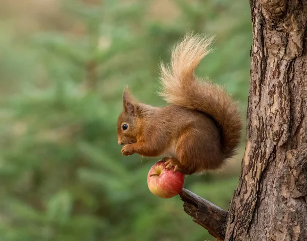 Doğal Ortamdaki Şirin Küçük Skoç Kırmızı Sincabı Bir Elmanın Üzerinde — Stok fotoğraf