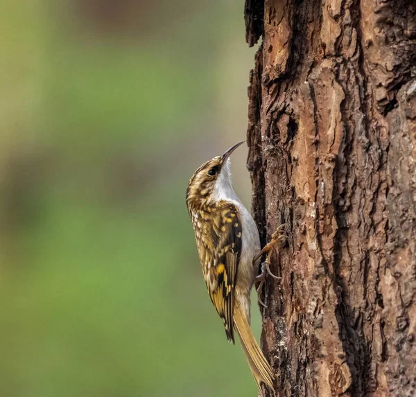Nahaufnahme Eines Wunderschönen Kleinen Baum Schlingvogels Vor Natürlichem Hintergrund Schottland — Stockfoto