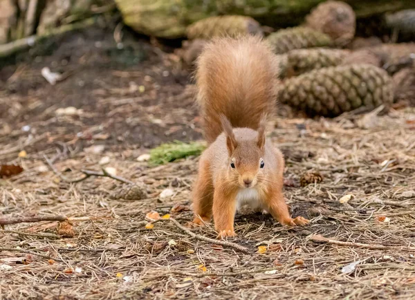 Close Tiro Adorável Pouco Esquilo Vermelho Escocês Habitat Natural — Fotografia de Stock
