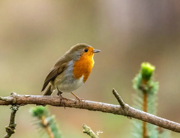 Close Shot Beautiful Little Robin Redbreast Bird Natural Background — 스톡 사진