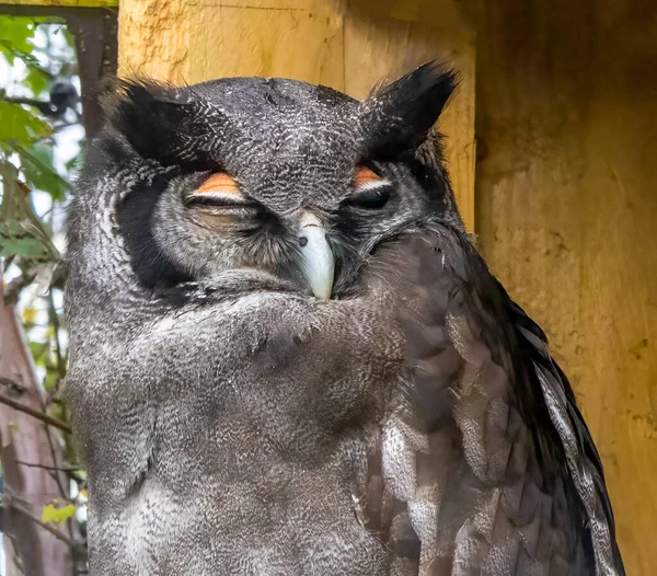 Cute Owl Close View Owl Having Sleep — Zdjęcie stockowe