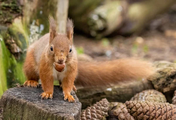 Close Shot Adorable Little Scottish Red Squirrel Natural Habitat Hazelnut — Stock Photo, Image