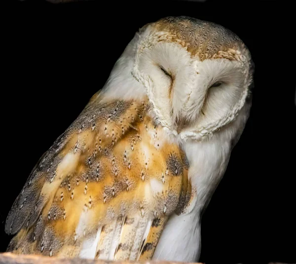 Barn Owl Close View — Φωτογραφία Αρχείου