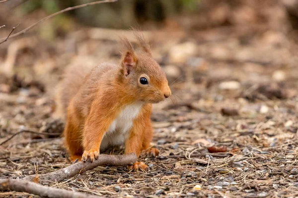 Κοντινό Πλάνο Του Αξιολάτρευτου Μικρού Σκωτσέζικου Κόκκινου Σκίουρου Στο Φυσικό — Φωτογραφία Αρχείου