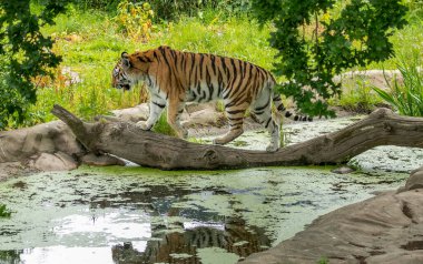 Amur kaplanı bir dal kullanarak gölette yürüyor.