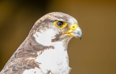 Şahin kuşu doğal yaşam alanında
