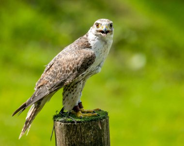 Şahin kuşu doğal yaşam alanında