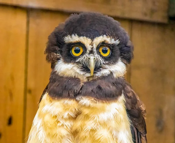 cute owl close-up view, spectacled owl looking at the camera with bright yellow eyes