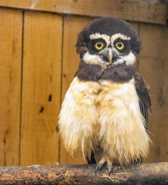 cute owl close-up view, spectacled owl with yellow eyes