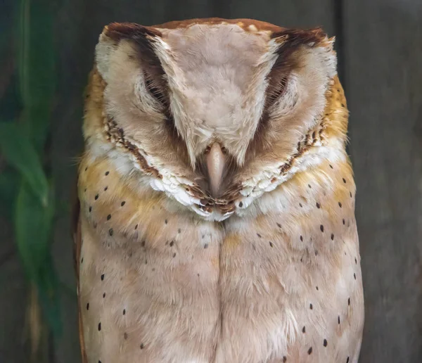 Cute Owl Close View — Stock Photo, Image