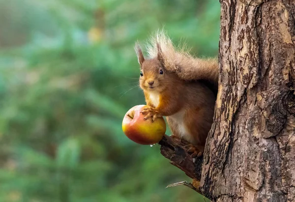 Close Shot Beautiful Little Scottish Red Squirrel Natural Background Eating — 스톡 사진