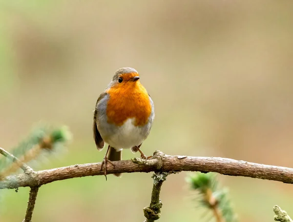 Zblízka Záběr Krásné Malý Ptáček Přirozeném Pozadí — Stock fotografie