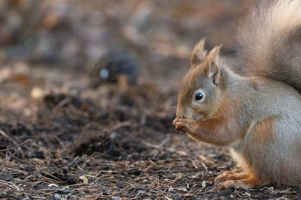 Close Shot Beautiful Little Scottish Red Squirrel Natural Background — Φωτογραφία Αρχείου