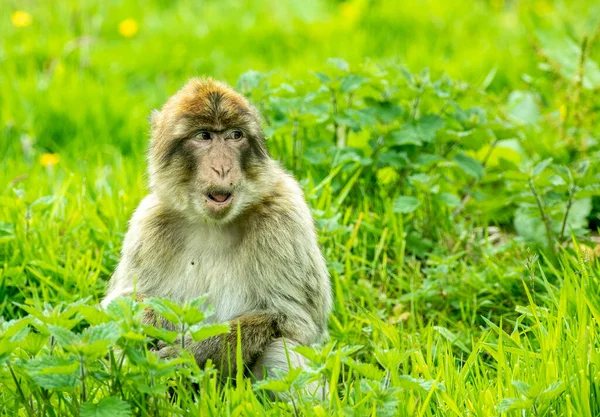 Barbarie Macaque Regardant Solitaire Dans Herbe Longue — Photo