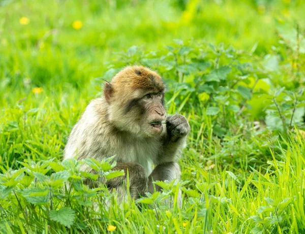 Barbary Macaque Vypadá Osaměle Dlouhé Trávě — Stock fotografie