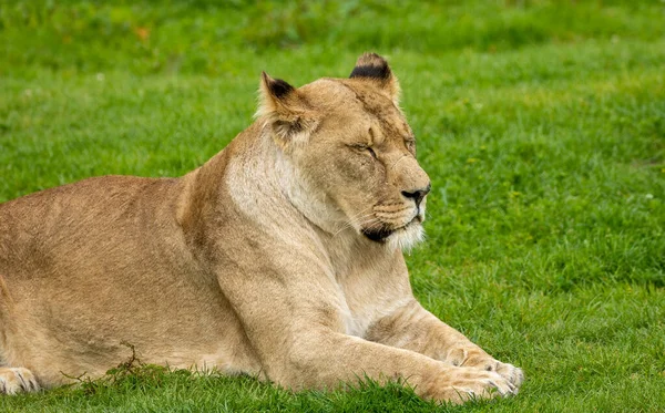 Majestic Lioness Lying Looking — Stock Photo, Image