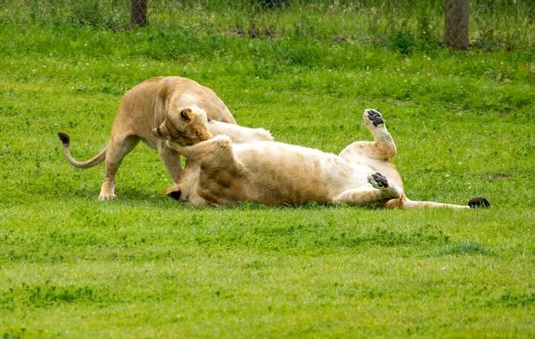 Dvě Lví Samice Hrají Boj — Stock fotografie