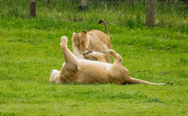 Two Female Lions Play Fighting — Stock Photo, Image