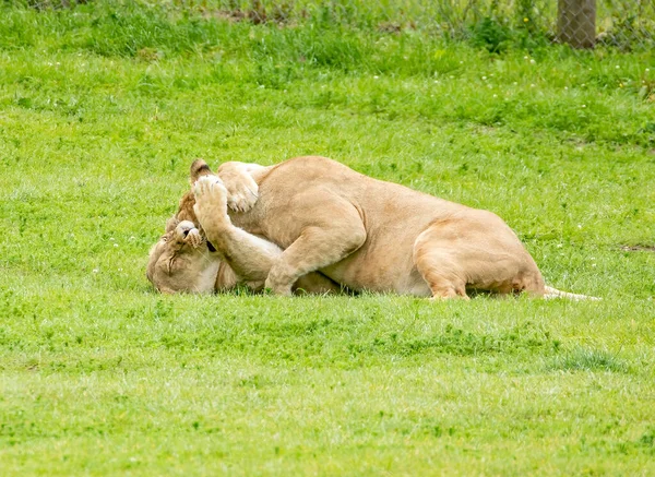 Twee Vrouwelijke Leeuwen Vechten — Stockfoto