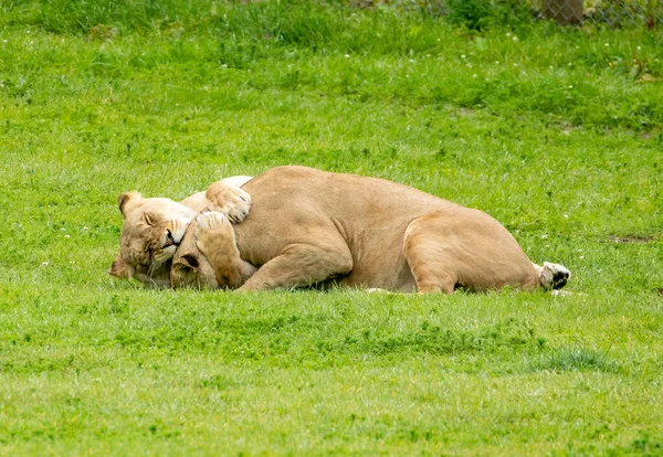 Two female lions play fighting