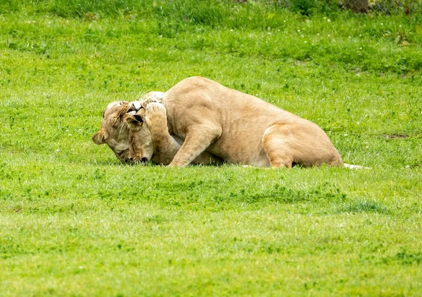 Zwei Löwenweibchen Kämpfen — Stockfoto