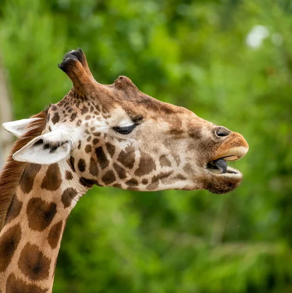 Жираф Ест Делает Смешные Лица — стоковое фото