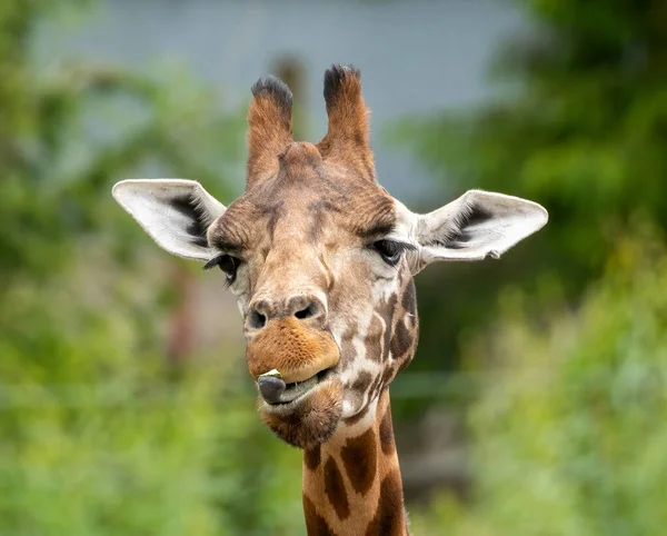 Giraffe eating and pulling funny faces