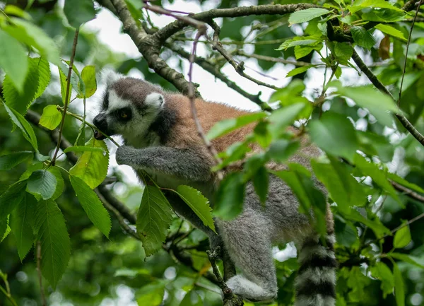 Svart Och Vit Lemur Ett Träd Äter Blad — Stockfoto