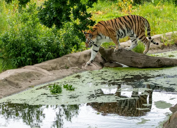 Amur Tiger Walking Pond Using Branch — Stock Photo, Image
